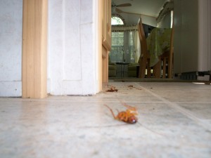evitar las cucarachas en casa