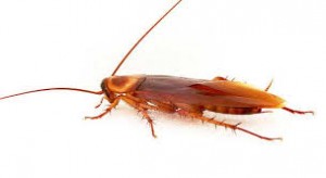 cucarachas 