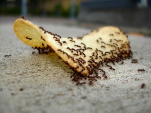 plaga de hormigas en casa