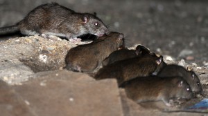 como identificar una plaga de ratones