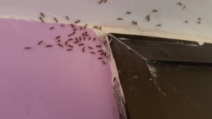 Plaga de hormigas comiendo gel transparente