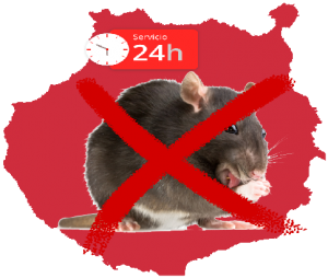 Desratización - servicio, ratas 24 gran canaria