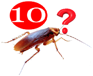 10 cosas que no sabes de las cucarachas