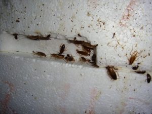 infestación de cucarachas