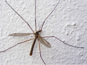 mosquito