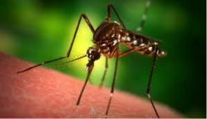 Mosquito alimentándose