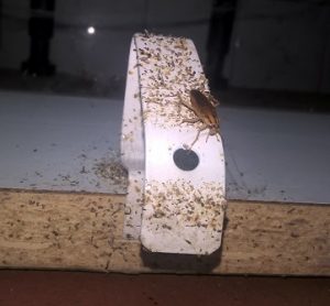 Cucaracha-alemana-en-muebles-cocina