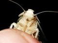 cucaracha blanca