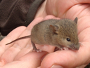 ratone