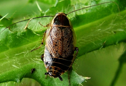 Ectobius khohlsi