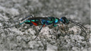 Ampulex compressa
