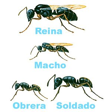 hormigas