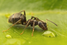 hormiga en una hoja verde