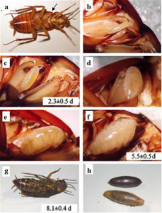 huevos que coloca la Ampulex compressa