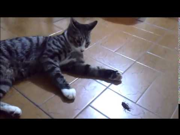 las cucarachas jugando con el gato 