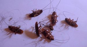 exterminar cucarachas