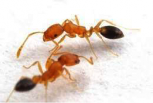 hormigas faraonicas