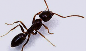 Fumigar molestas hormigas