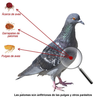parasitos
