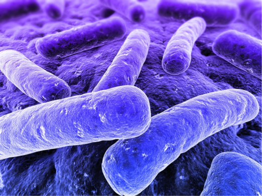 bacteria de la Legionella
