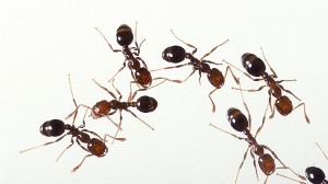 Hormigas en una vivienda