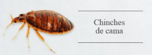 Ninfas de chinche de cama