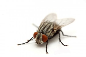 Mosca doméstica