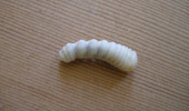 Larva de carcoma