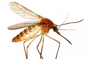 Mosquito picando