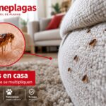 Pulgas en el sofá y la alfombra de una vivienda – eliminar pulgas en Tenerife