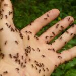 fumigar hormigas en casa teneplagas te puede ayudar