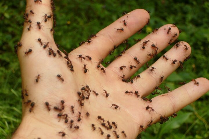 fumigar hormigas en casa teneplagas te puede ayudar