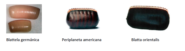 Ootecas de cucarachas