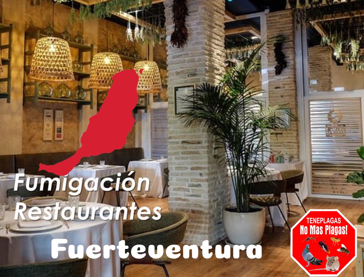 fumigar bar/restaurante en fuerteventura