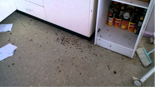 muchas cucarachas en mi negocio