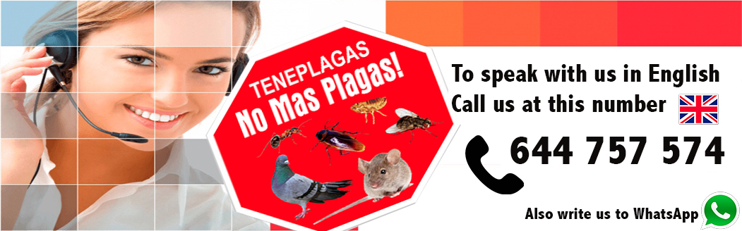 Empresa de plagas en ingles