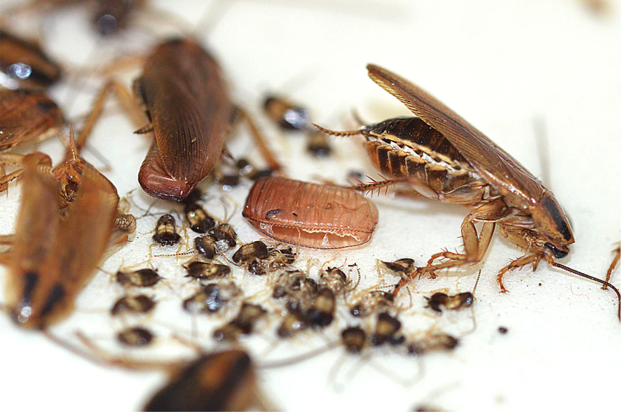 blattella germanica y ootecas