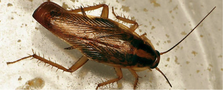 periplaneta americana