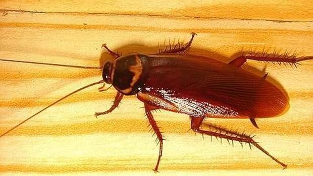 Cucaracha endémica de Gran Canaria