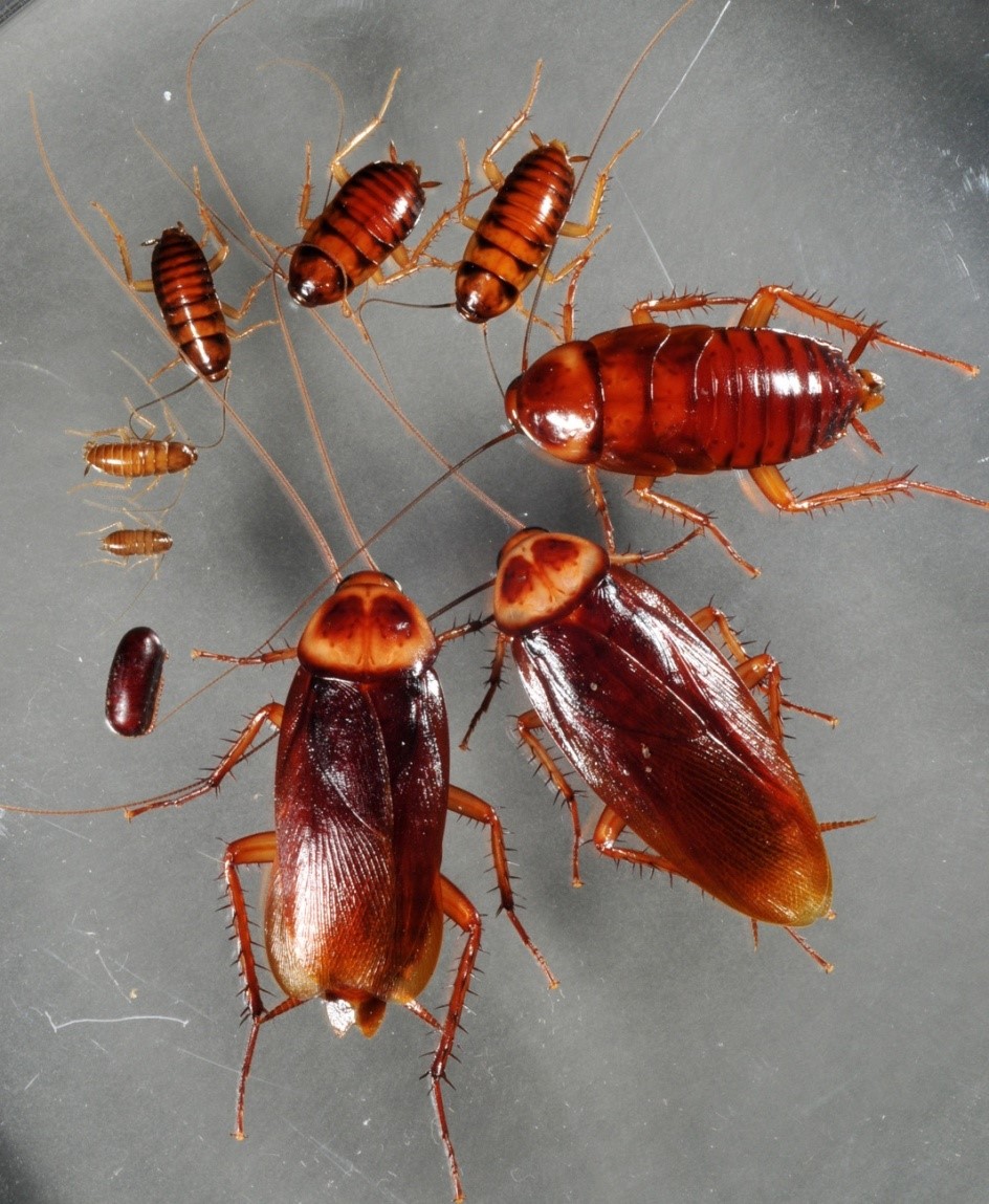 Cucarachas americanas con ooteca y crías