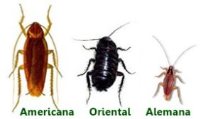 Especies de cucarachas: alemana y americana