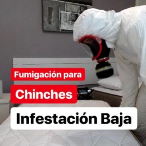 fumigacion para chinches