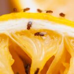 Moscas pequeñas o mosquitos en la cocina