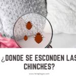 Donde se esconden las chinches de cama