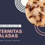 Veo alitas en el suelo, ¿qué es?