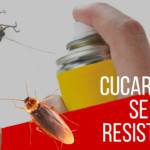 Las cucarachas se están volviendo resistentes a los insecticidas