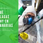 Qué plagas hay en Canarias