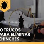 trucos para eliminar chinches