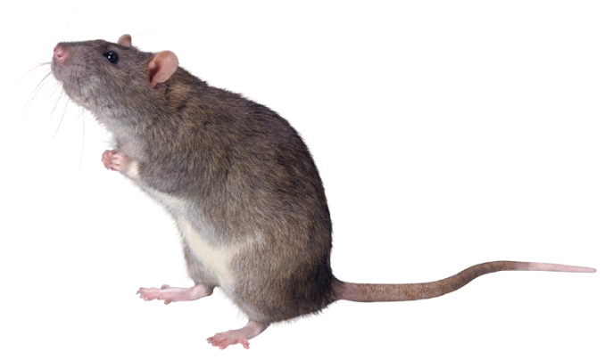 Desratización: eliminación de ratas y ratones