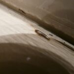 fumigar lepismas o pececillos de plata en casa